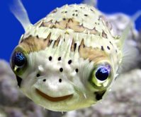 xoxot_fish[1].jpg